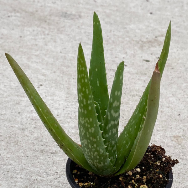 Aloe Vera