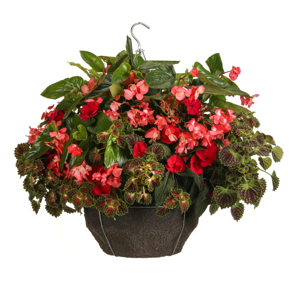 Annual Combo Dramatic Dragon