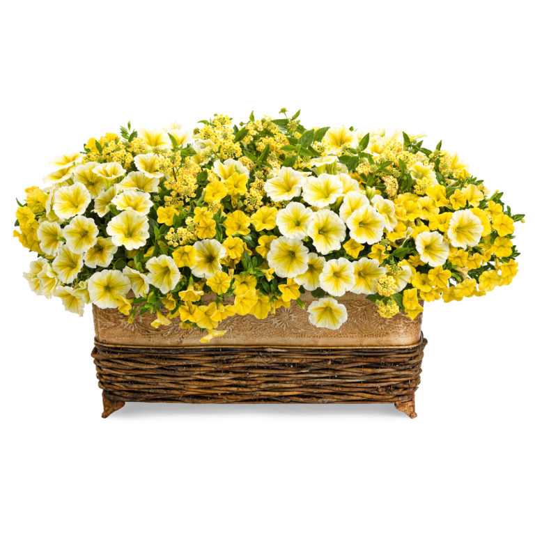 Annual Combination 'Crushed Pineapple' Garden Crossings