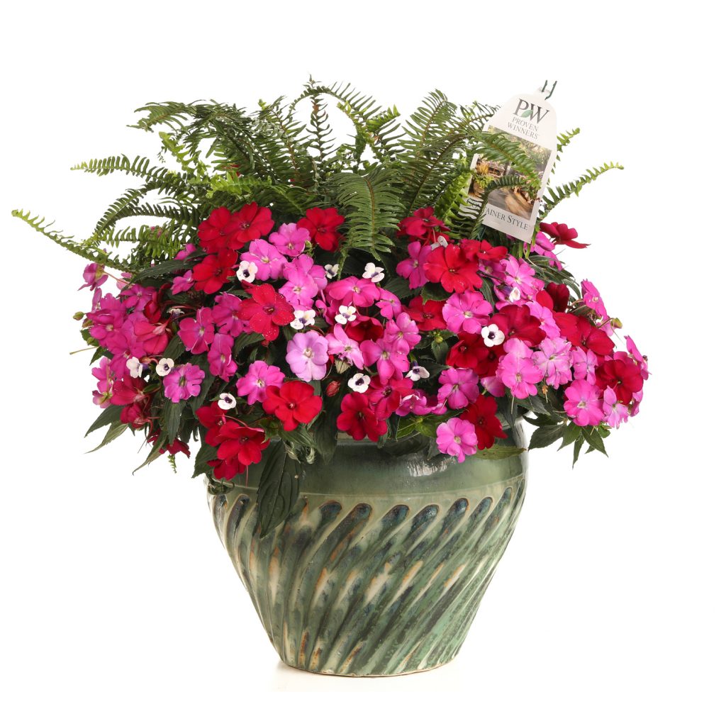 combo kit neon dreams