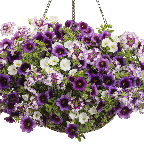 Annual Combination 'Extraordinaire'
