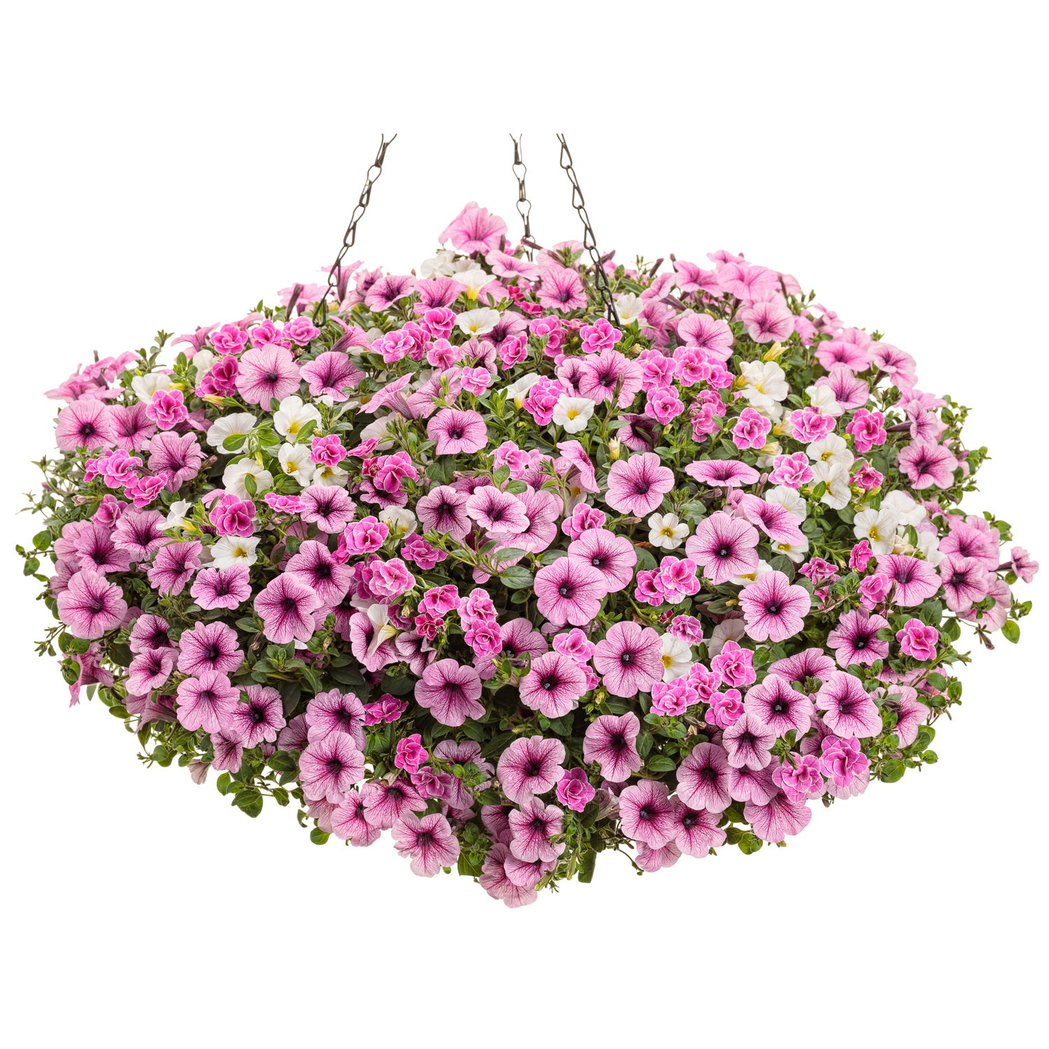 Annual Combination 'Truly Pink' Garden Crossings