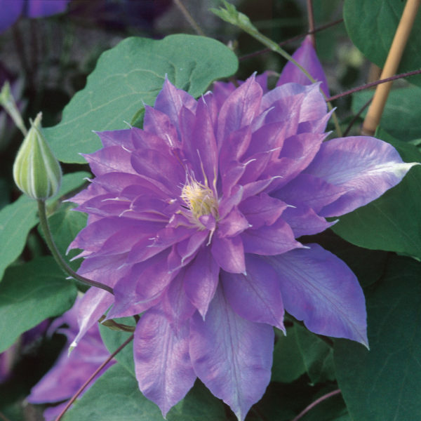 Clematis Countess of Lovelace