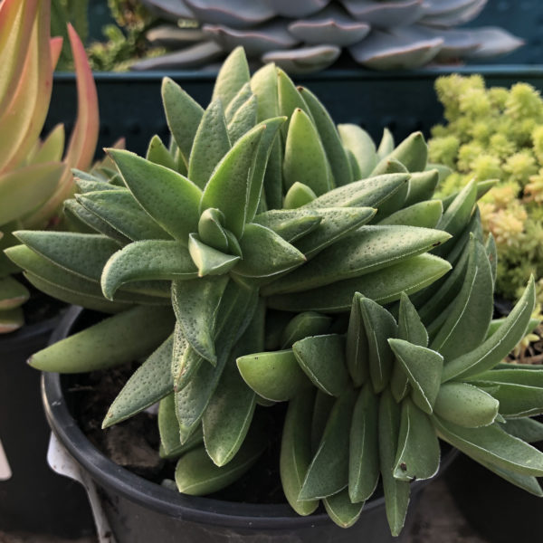 Crassula Red Pagoda