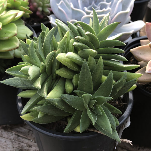 Crassula Red Pagoda