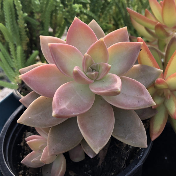 Graptopetalum Grape Sunset