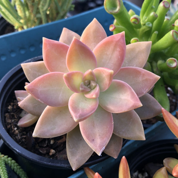 graptopetalum California sunset