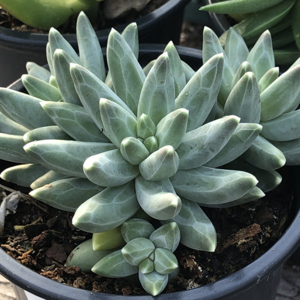 Pachyphytum compactum