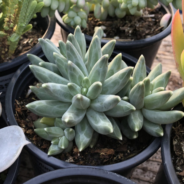 Pachyphytum compactum