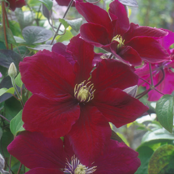 Clematis Rosemoor