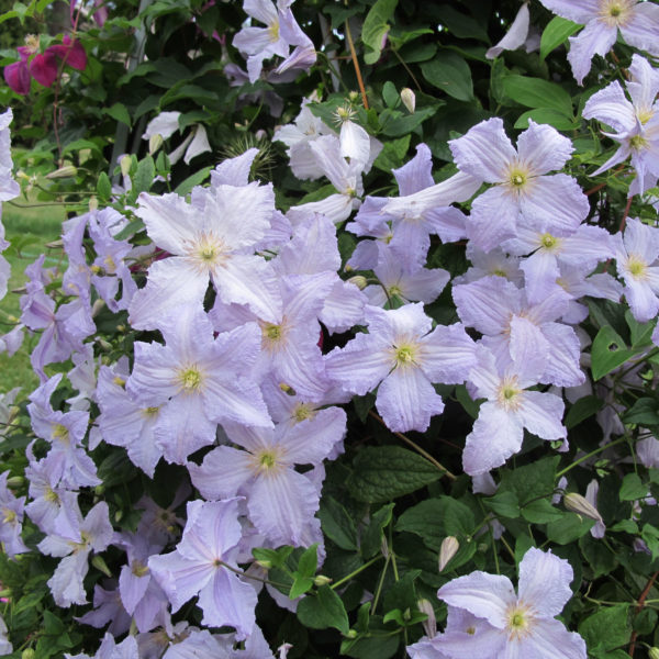 Clematis Blue Light