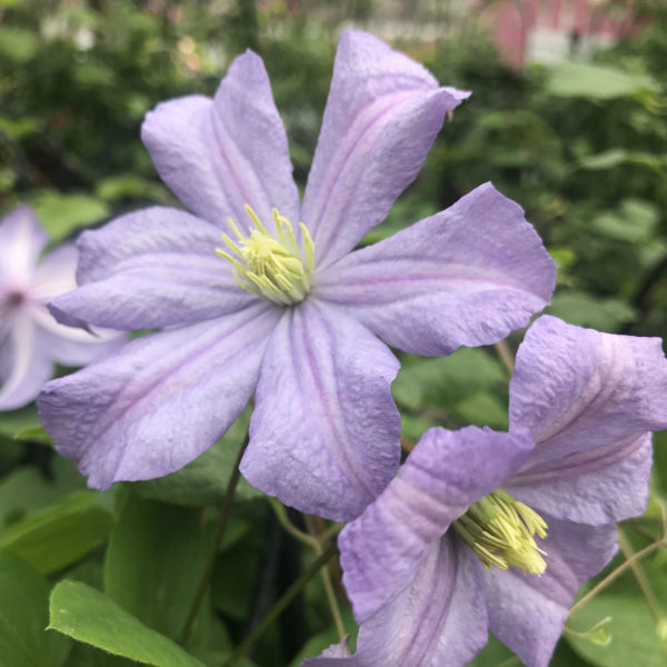 Clematis Prince Charles