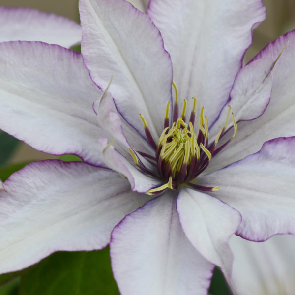 Clematis Samaritan Jo