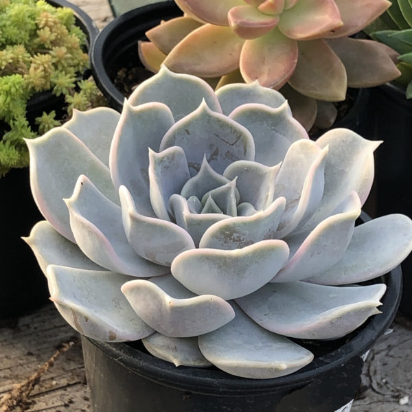 echeveria lilacina