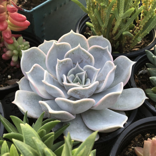 echeveria lilacina