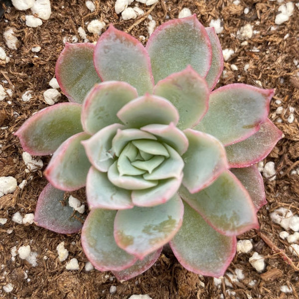 Echeveria Violet Queen