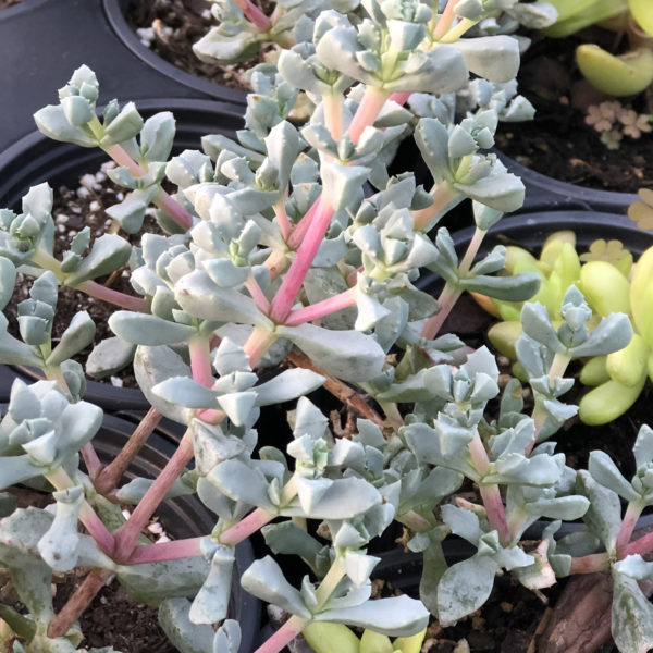 oscularia deltoided pink ice plant