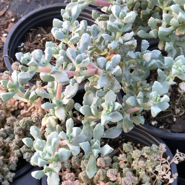 oscularia deltoided pink ice plant