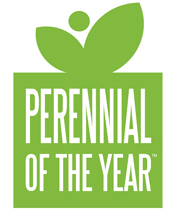 Perennial of the Year