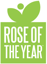 Rose of the Year