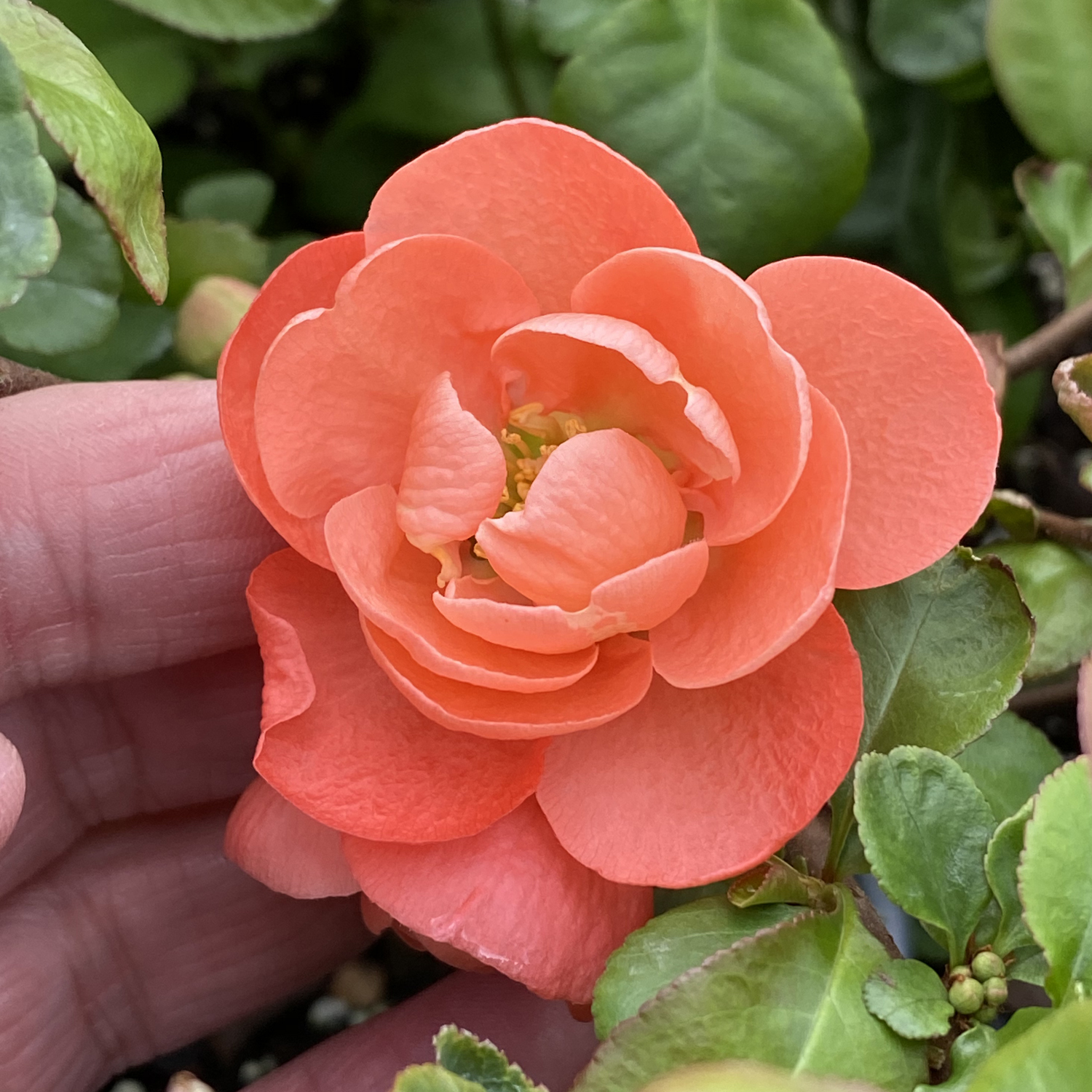 Double Take® Peach - Quince - Chaenomeles speciosa