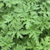 Citronella Mosquito Plant