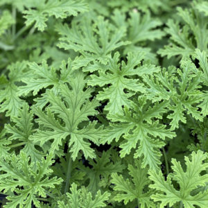 Citronella Mosquito Plant