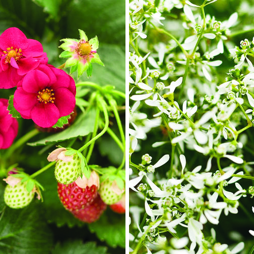 Annual Combo Strawberry Frost