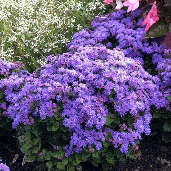 Ageratum Artist Blue