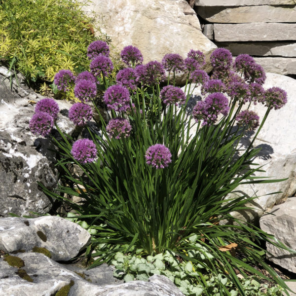 Allium Millenium