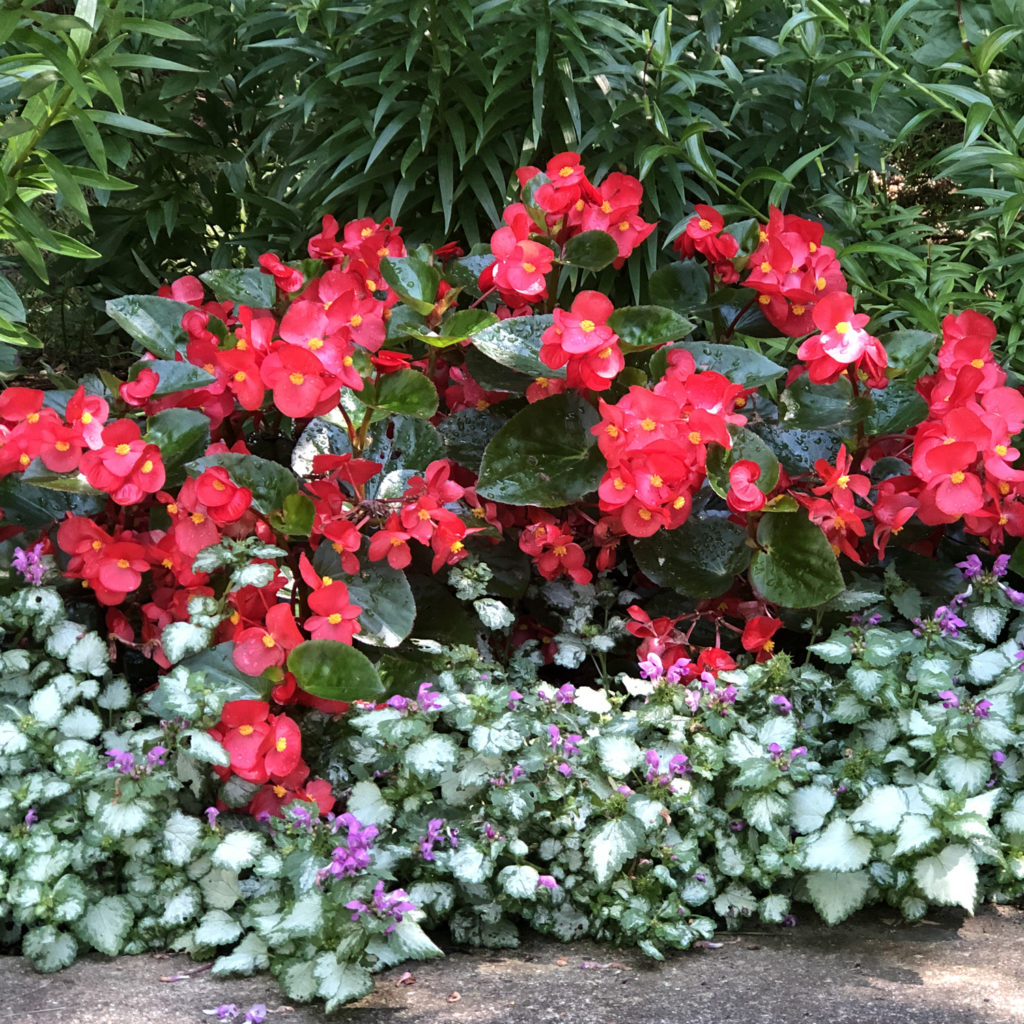 Begonia SUREFIRE® Red Order Online