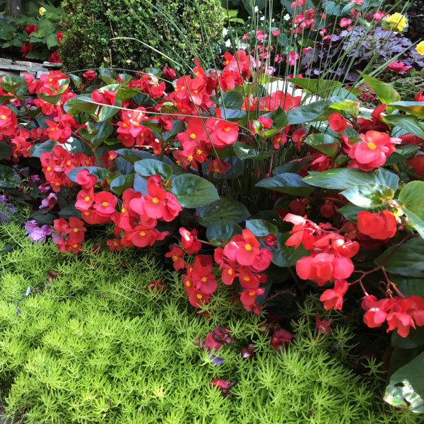 Begonia Surefire red