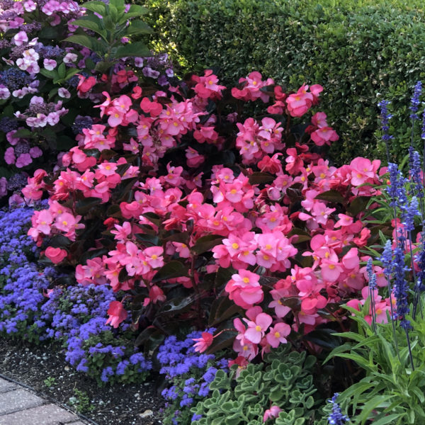 Begonia Surefire Rose