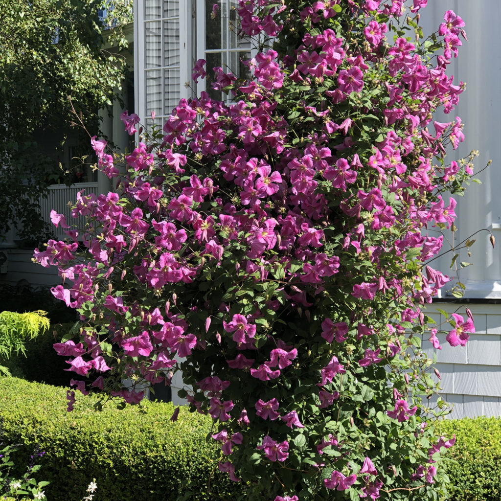 PINK MINK® Clematis Order Online