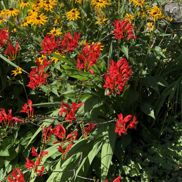 Crocosmia Lucifer