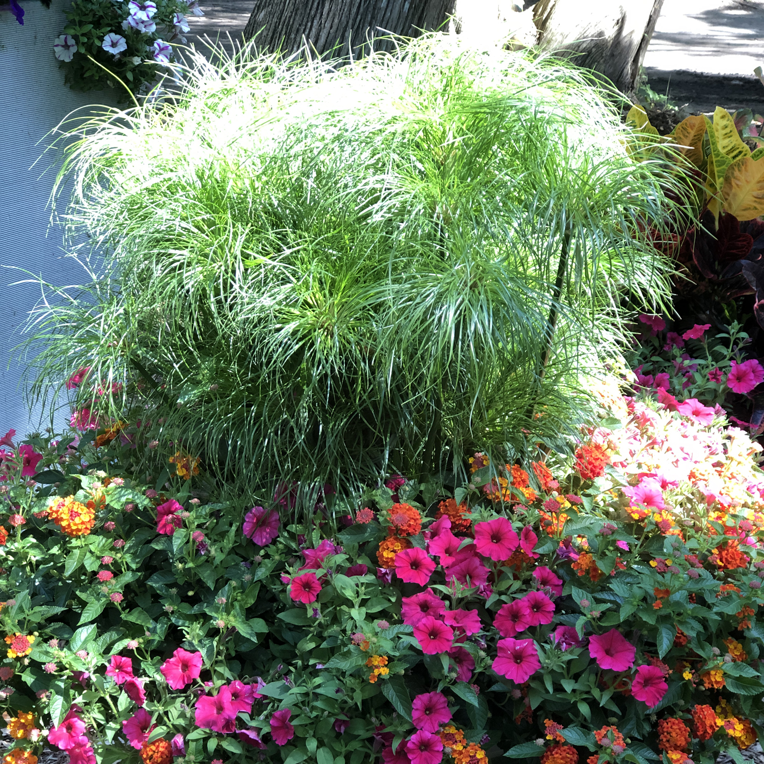 Prince tut grass new arrivals