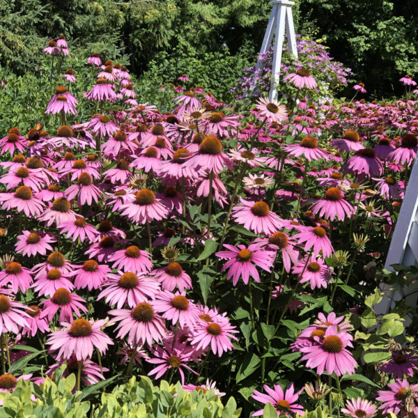 Echinacea Ruby Giant Coneflower