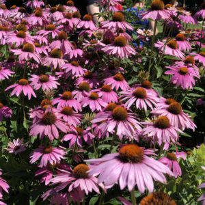 Echinacea Ruby Giant Coneflower