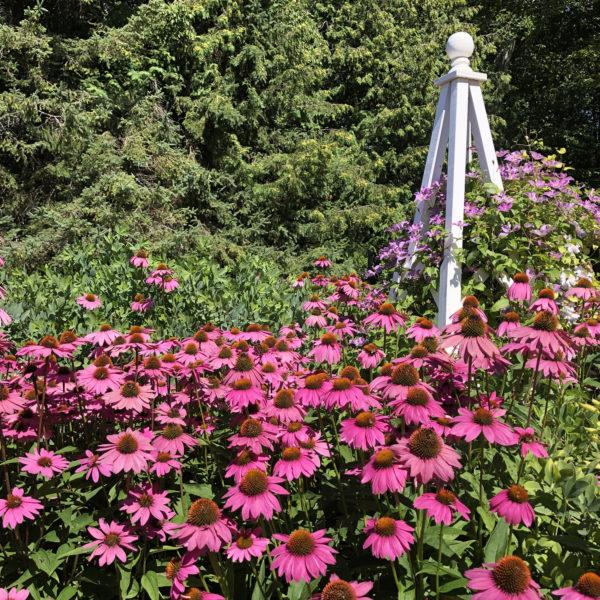 Echiancea Ruby Giant Coneflower