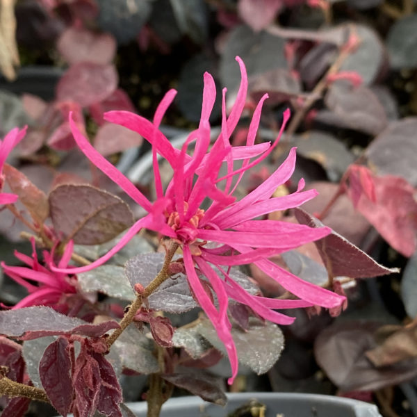 Loropetalum Jazz hands MIni