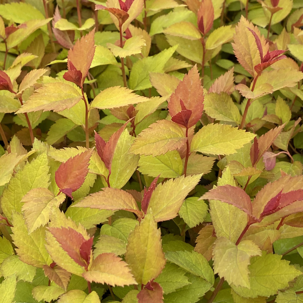 DOUBLE PLAY DOOZIE® Spiraea