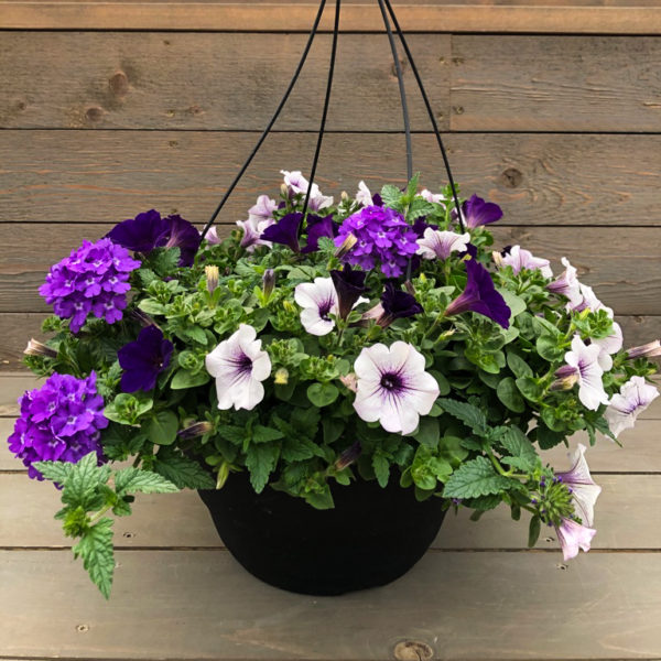 Lilac Festival - 12" Combo Hanging Basket