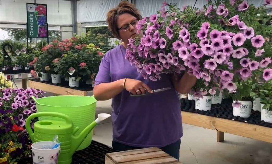 How do I keep my flowers from getting leggy? Garden Crossings