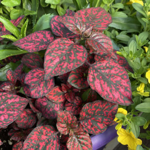 Hippo Red Polka Dot Plant