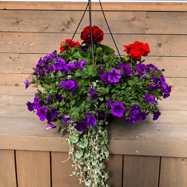 Geranium Boldly Burgundy - 12" Combo Hanging Basket