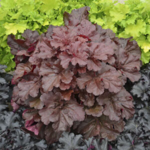 Primo Mahogany Monster Heuchera