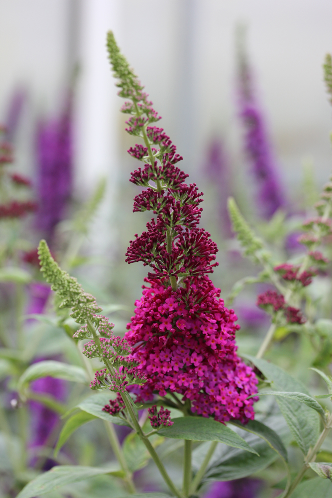 Image of flower