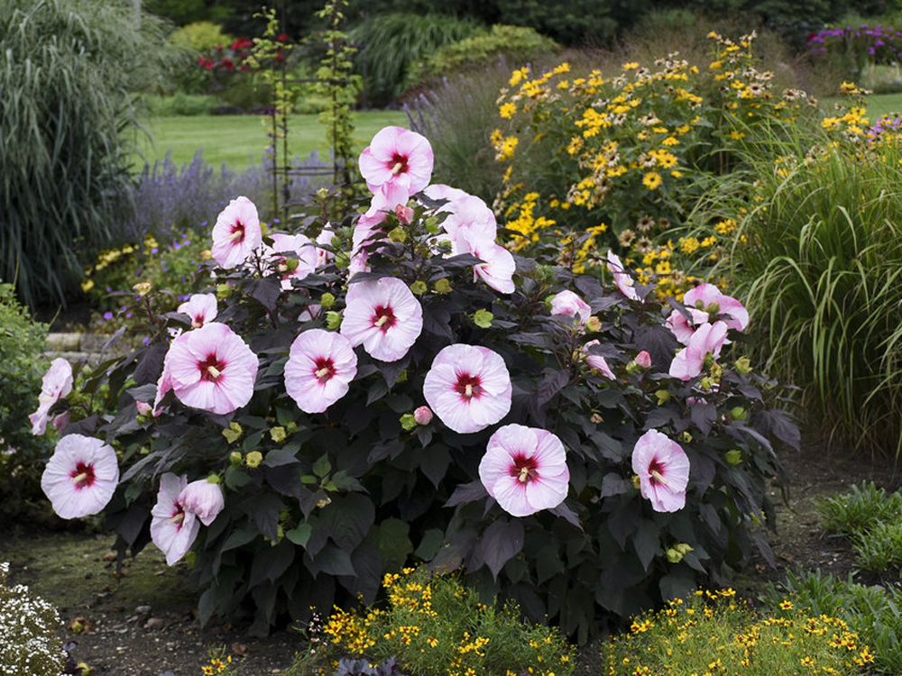 Photo of hibiscus bush