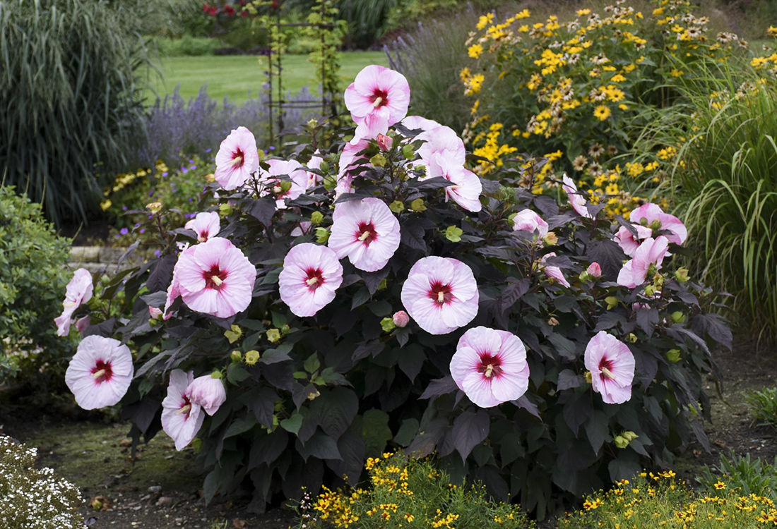 How to Grow Dinner Plate Hibiscus Garden Crossings