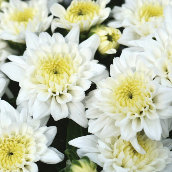 GARDEN MUM CELESTIAL WHITE